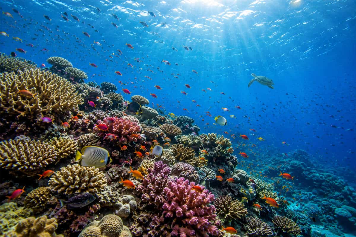 Bucear en el Mar Rojo: guía completa para descubrir uno de los mejores fondos marinos del mundo