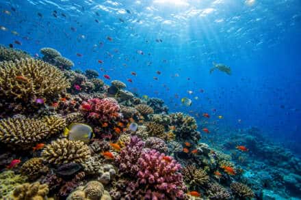 Bucear en el Mar Rojo: guía completa para descubrir uno de los mejores fondos marinos del mundo